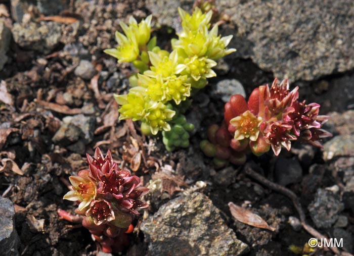 Sedum atratum subsp. atratum et subsp. carinthiacum