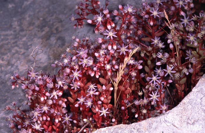 Sedum caeruleum