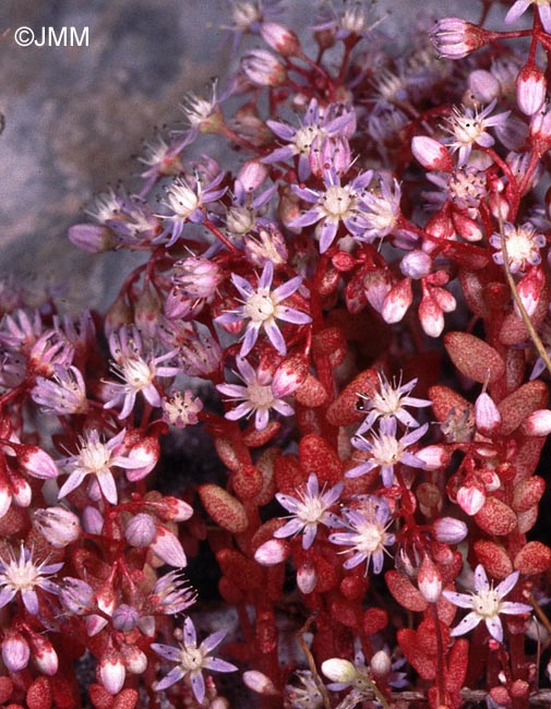 Sedum caeruleum