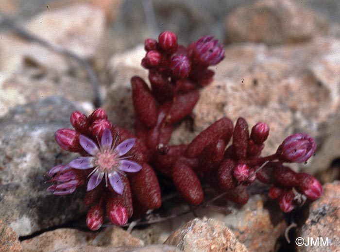 Sedum caeruleum