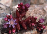 Sedum caeruleum