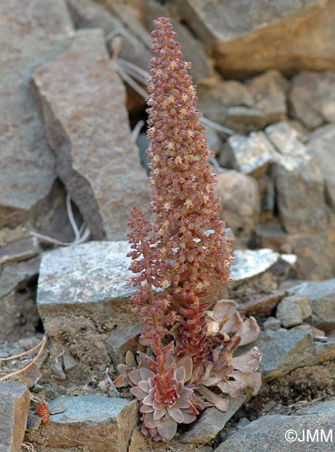 Sedum cyprium