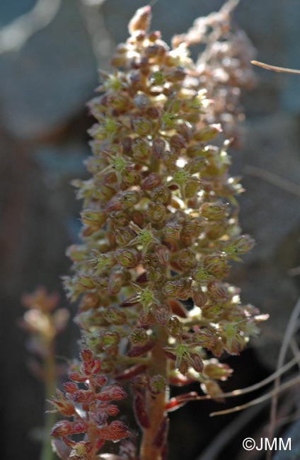 Sedum cyprium