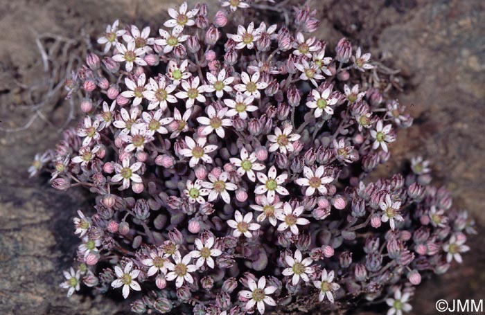 Sedum dasyphyllum var. dasyphyllum