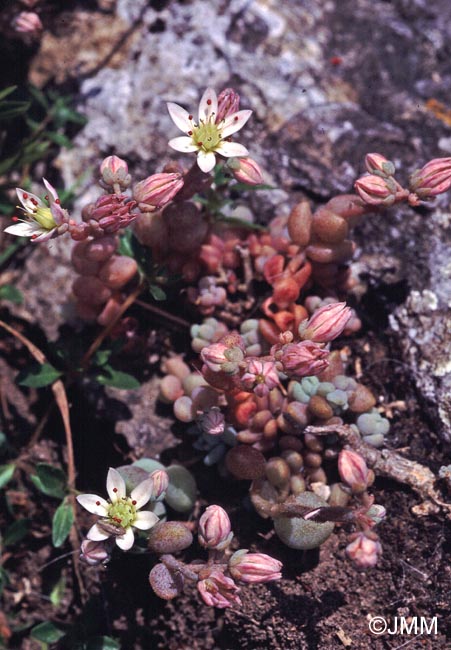 Sedum dasyphyllum var. dasyphyllum