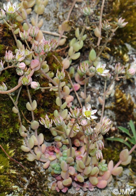 Sedum dasyphyllum var. dasyphyllum