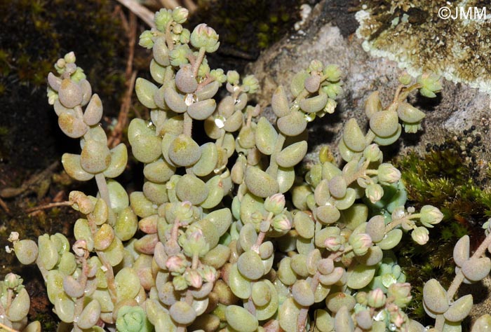 Sedum dasyphyllum var. dasyphyllum