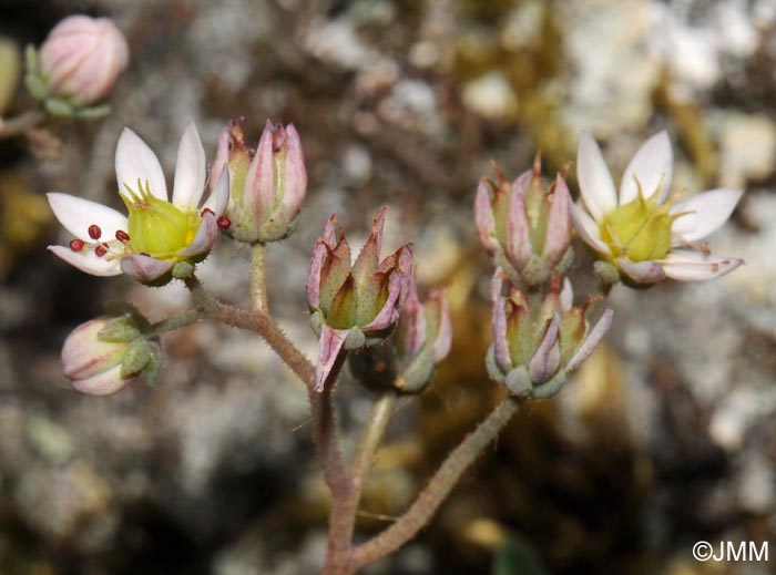 Sedum dasyphyllum var. dasyphyllum