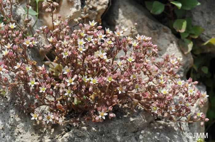 Sedum dasyphyllum var. dasyphyllum