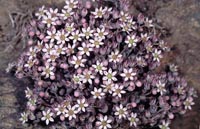 Sedum dasyphyllum