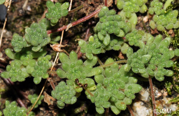 Sedum hirsutum subsp. hirsutum