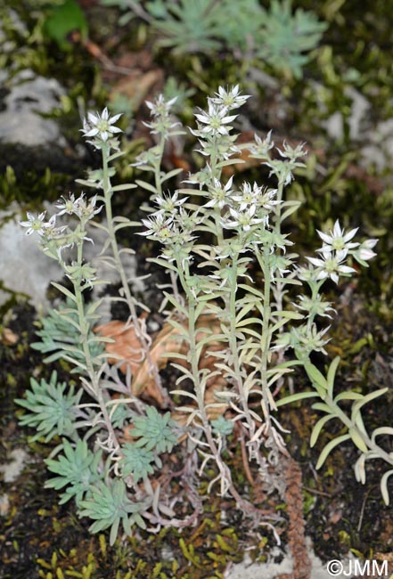 Sedum hispanicum