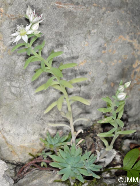 Sedum hispanicum