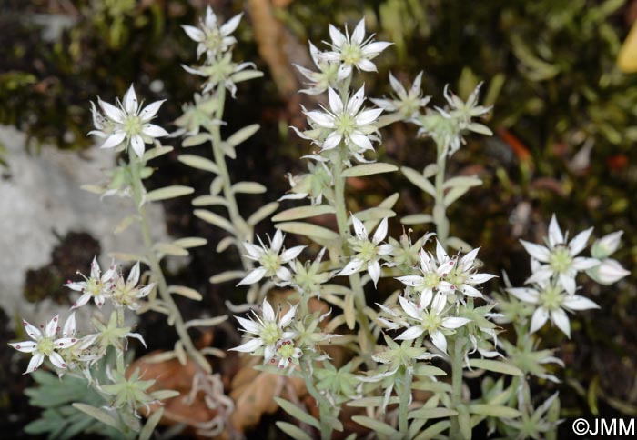 Sedum hispanicum