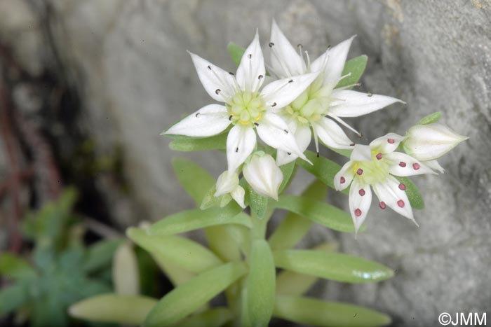 Sedum hispanicum