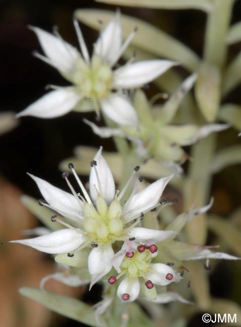 Sedum hispanicum