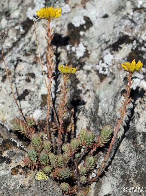 Sedum montanum