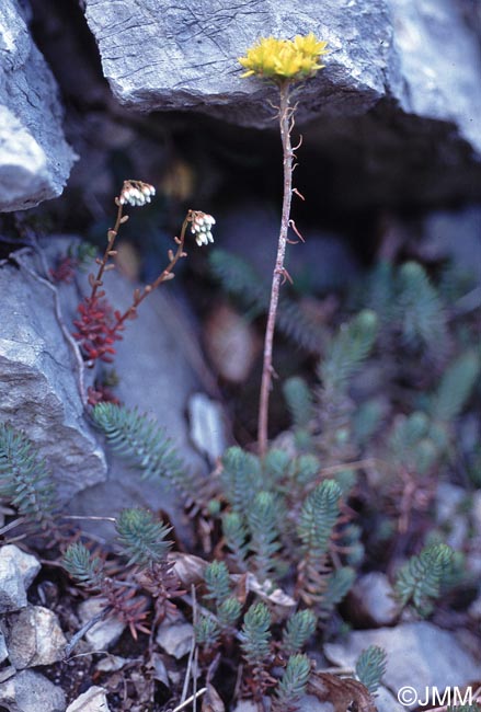 Sedum montanum et Sedum album