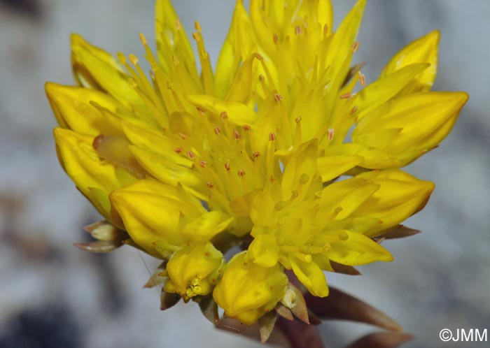 Sedum montanum