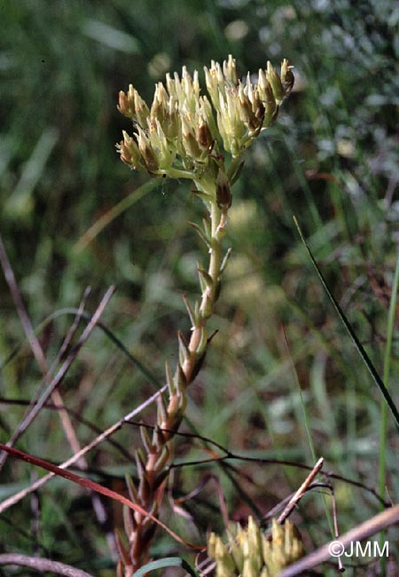 Sedum ochroleucum