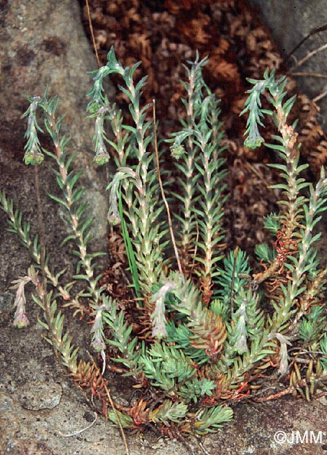 Sedum rupestre = Sedum reflexum