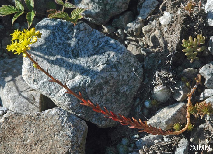 Sedum rupestre = Sedum reflexum