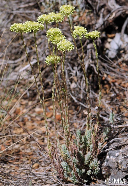 Sedum sediforme