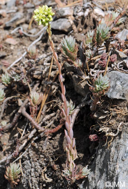 Sedum sediforme