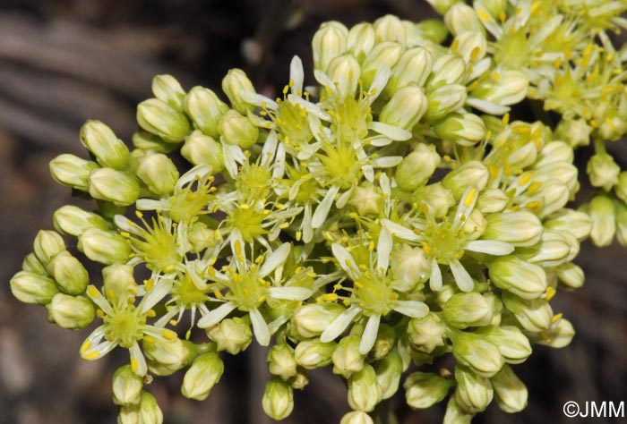 Sedum sediforme