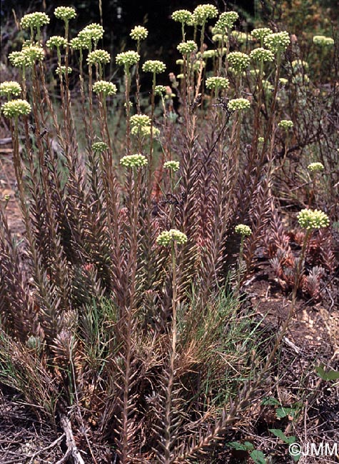 Sedum sediforme