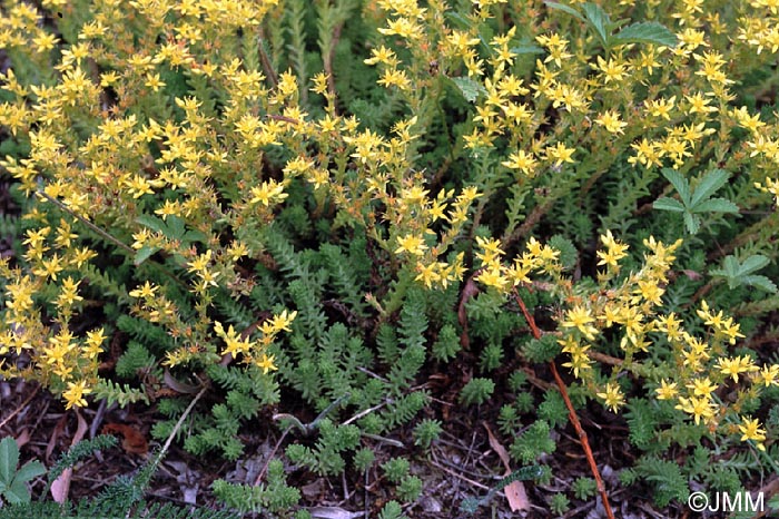 Sedum sexangulare