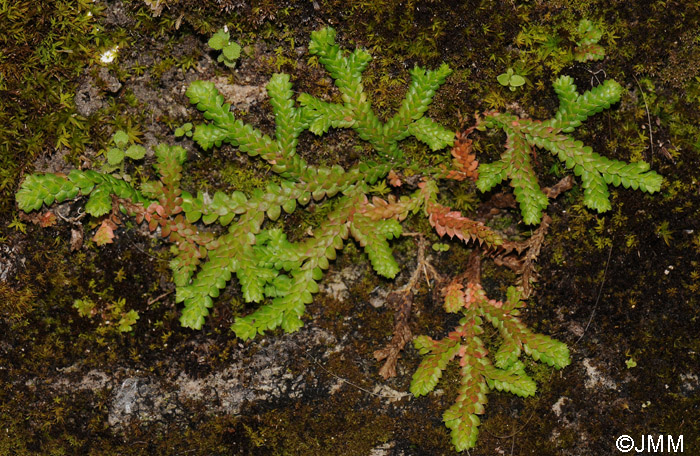 Selaginella denticulata