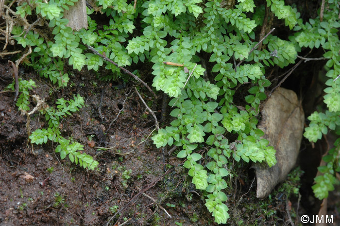 Selaginella denticulata