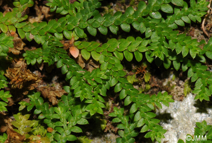 Selaginella denticulata