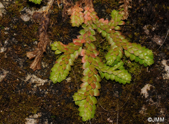 Selaginella denticulata