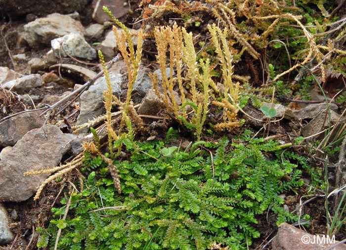 Selaginella helvetica