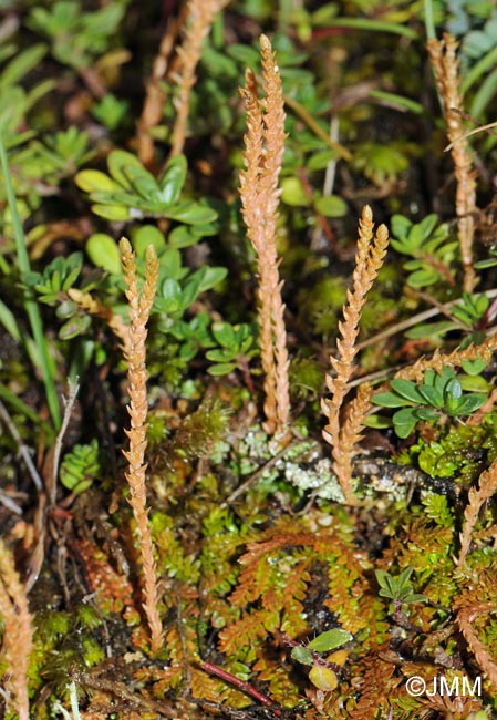 Selaginella helvetica