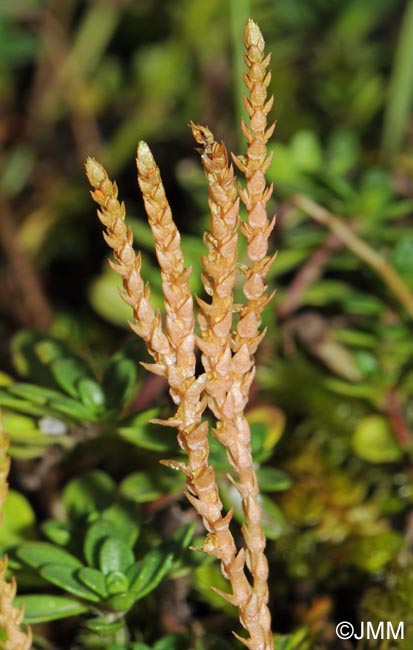 Selaginella helvetica