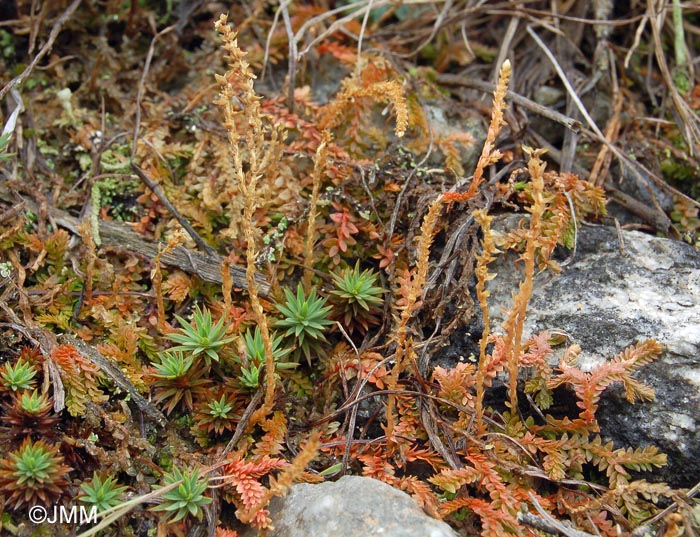 Selaginella helvetica