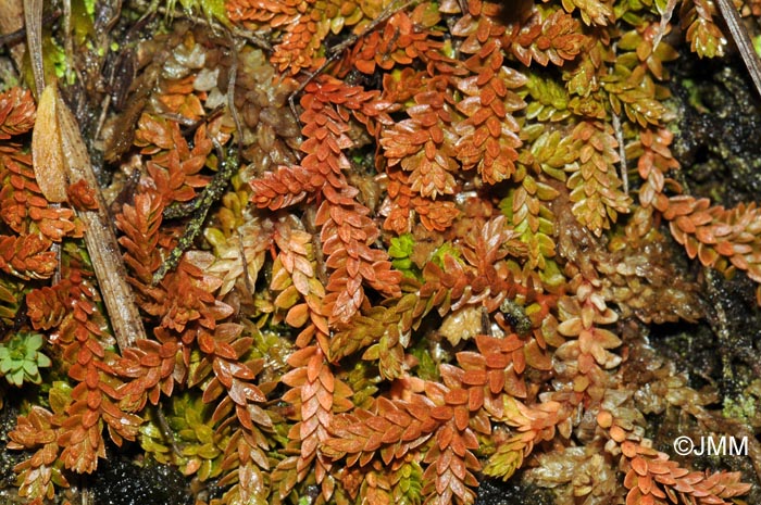 Selaginella helvetica