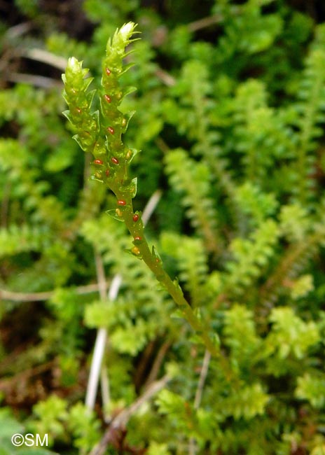 Selaginella helvetica