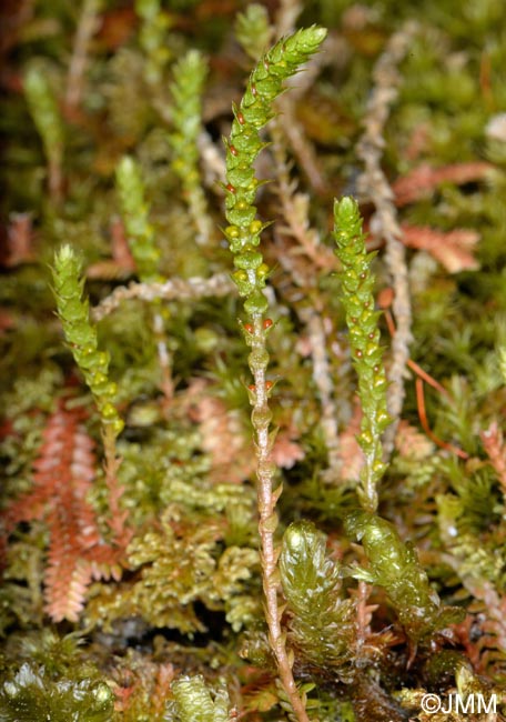 Selaginella helvetica