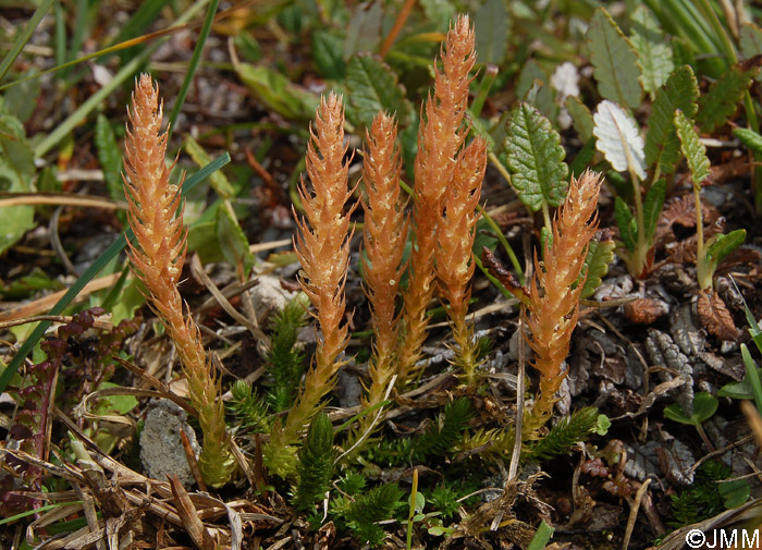 Selaginella selaginoides