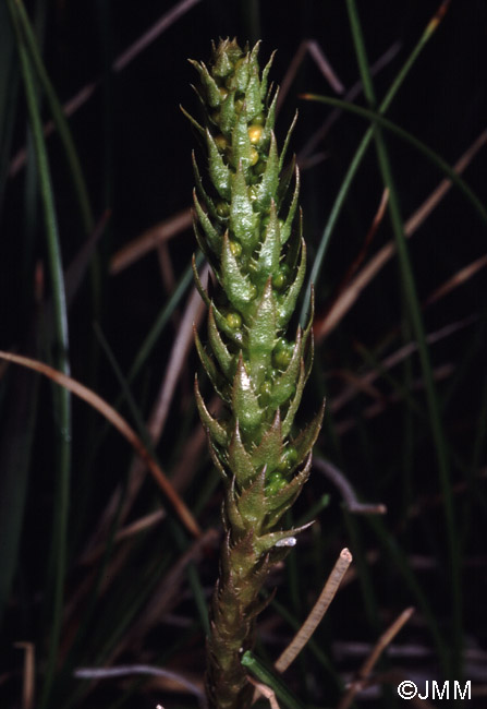 Selaginella selaginoides