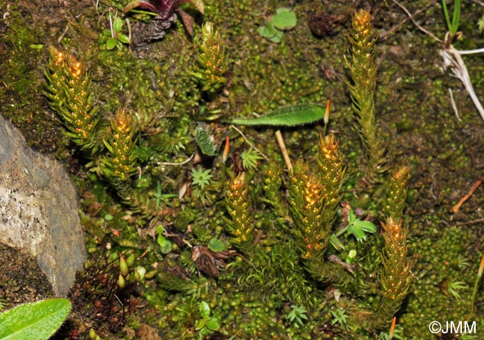 Selaginella selaginoides