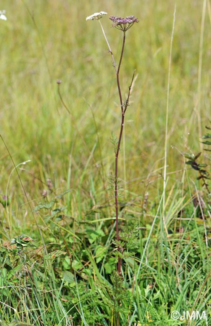 Selinum carvifolia