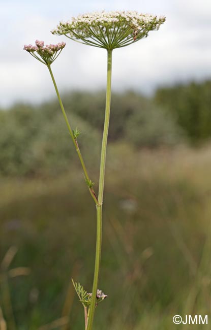 Selinum carvifolia