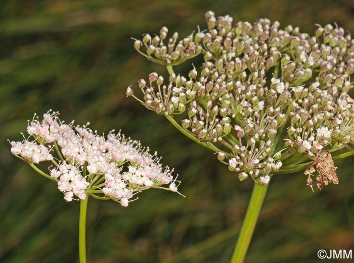 Selinum carvifolia