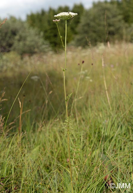 Selinum carvifolia