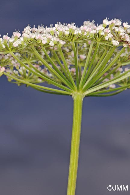 Selinum carvifolia